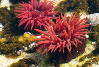 Актиния тенеброза , или Ветреница Варата ( Actinia tenebrosa/Waratah Actinia )