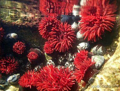 Актиния тенеброза , или Ветреница Варата ( Actinia tenebrosa/Waratah Actinia )