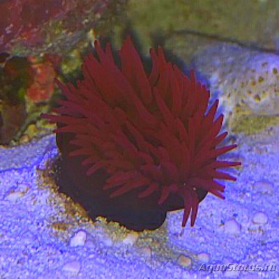 Актиния тенеброза , или Ветреница Варата ( Actinia tenebrosa/Waratah Actinia )