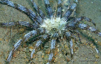 Актиностефан Геккеля или Песчаная Актиния Геккеля (Actinostephanus haeckeli)