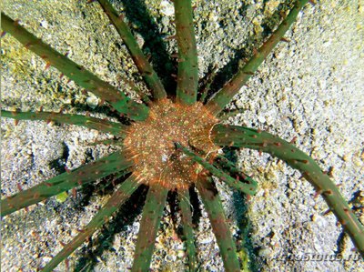 Актиностефан Геккеля или Песчаная Актиния Геккеля (Actinostephanus haeckeli)