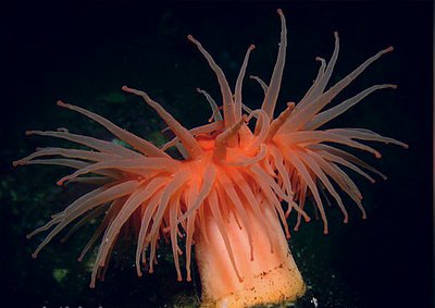 Актиностол оранжевый, или Чилийский анемон (Actinostola chilensis)