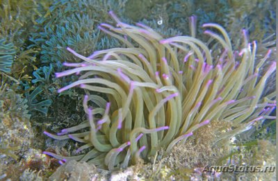 Анемония виридис , или Восковая роза , или Средиземноморский анемон ( Anemonia viridis )