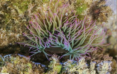 Анемония виридис , или Восковая роза , или Средиземноморский анемон ( Anemonia viridis )