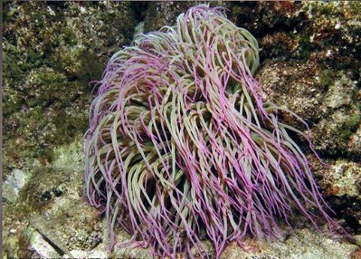 Анемония виридис , или Восковая роза , или Средиземноморский анемон ( Anemonia viridis )