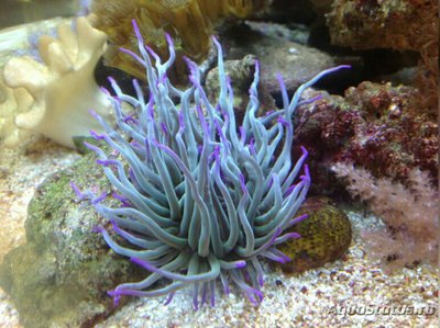 Анемония виридис , или Восковая роза , или Средиземноморский анемон ( Anemonia viridis )