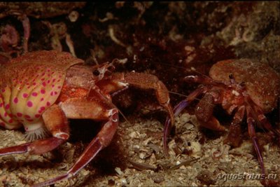   Адамсия паллиата, или Мантийная Актиния ( Adamsia palliata )