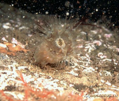 Aйптазиогетон aнглийский ( Aiptasiogeton hyalinus )