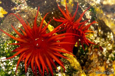 Анемония Алисемартина (Anemonia alicemartinae)