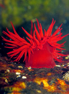 Анемония Алисемартина (Anemonia alicemartinae)