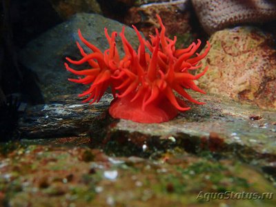 Анемония Алисемартина (Anemonia alicemartinae)