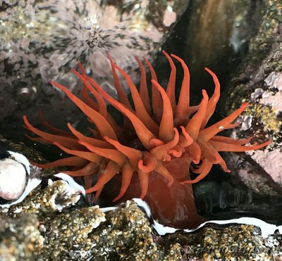 Анемония Алисемартина (Anemonia alicemartinae)