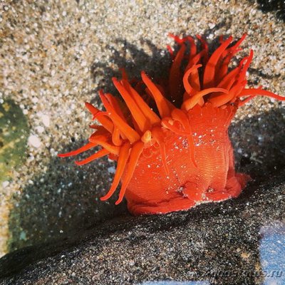 Анемония Алисемартина (Anemonia alicemartinae)