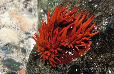 Анемония Алисемартина (Anemonia alicemartinae)