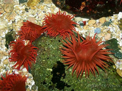Анемония Алисемартина (Anemonia alicemartinae)