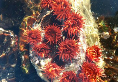 Анемония Алисемартина (Anemonia alicemartinae)