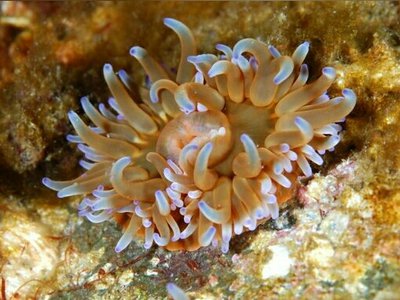 Анемония эритрейная (Anemonia erythraea)