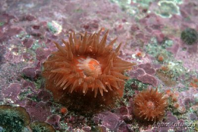 Анемония мутабилис (Anemonia mutabilis)