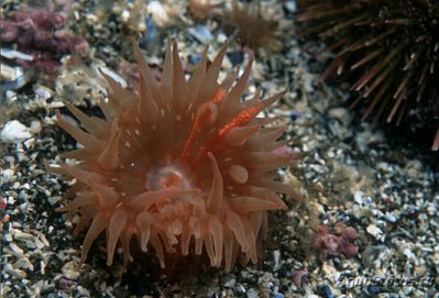 Анемония мутабилис (Anemonia mutabilis)