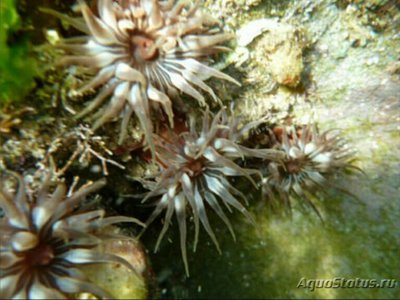 Анемония натальская, или Натальный анемон (Anemonia natalensis)