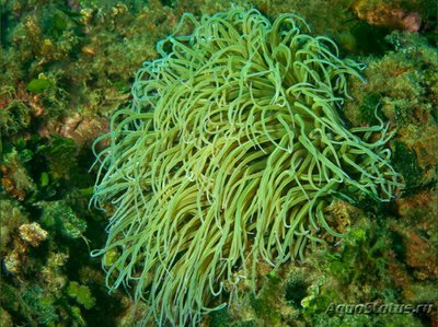 Анемония зелёная, или Водяная лилия (Anemonia sulcata)