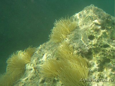 Анемония зелёная, или Водяная лилия (Anemonia sulcata)