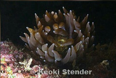 Антоплевра Темный анемон (Anthopleura nigrescens)