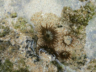 Антоплевра Темный анемон (Anthopleura nigrescens)