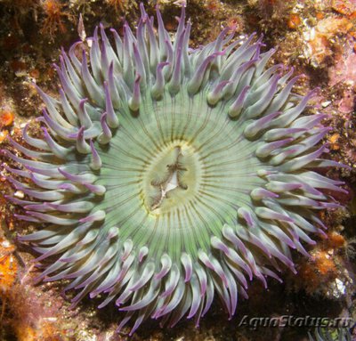 Антоплевра элегантная, или  «Анемон - клон» (Anthopleura Elegantissima)