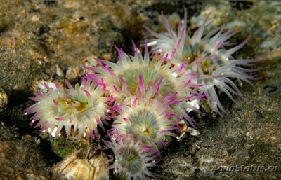 Антоплевра элегантная, или  «Анемон - клон» (Anthopleura Elegantissima)