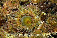 Антоплевра элегантная, или  «Анемон - клон» (Anthopleura Elegantissima)