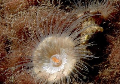 Каллиактис паразитический (Calliactis parasitica)
