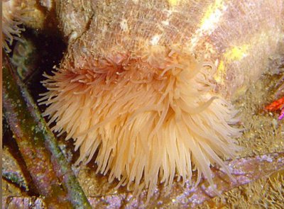 Каллиактис паразитический (Calliactis parasitica)