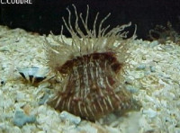 Каллиактис паразитический (Calliactis parasitica)