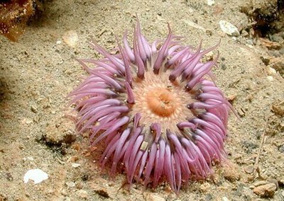 Aнемон "Маргаритка", или Солнечная роза (Cereus pedunculatus)