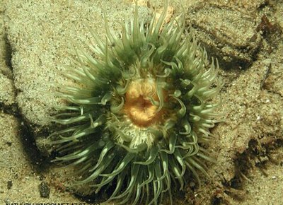 Aнемон "Маргаритка", или Солнечная роза (Cereus pedunculatus)