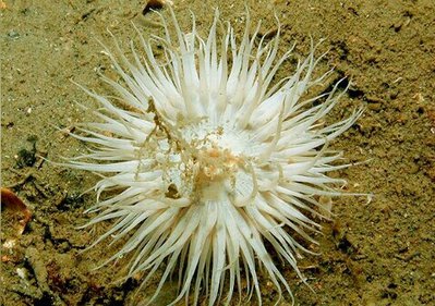 Aнемон "Маргаритка", или Солнечная роза (Cereus pedunculatus)
