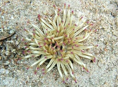 Песчано-золотая роза (Condylactis aurantiaca/Sandgoldrose)