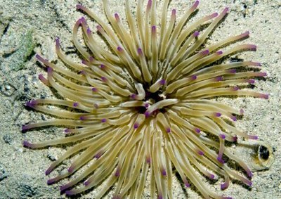 Песчано-золотая роза (Condylactis aurantiaca/Sandgoldrose)