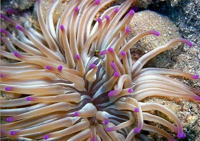 Песчано-золотая роза (Condylactis aurantiaca/Sandgoldrose)