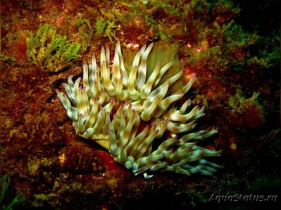 Крибринопсис красса, или Мясной анемон (Cbririnopsis crassa)