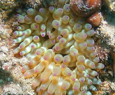 Крибринопсис красса, или Мясной анемон (Cbririnopsis crassa)