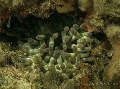 Крибринопсис красса, или Мясной анемон (Cbririnopsis crassa)