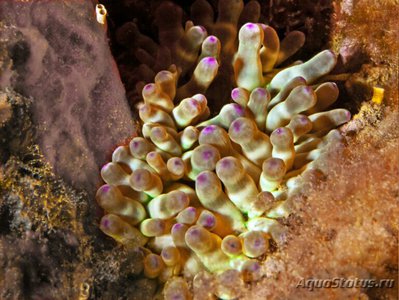 Крибринопсис красса, или Мясной анемон (Cbririnopsis crassa)