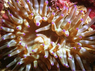 Крибринопсис красса, или Мясной анемон (Cbririnopsis crassa)