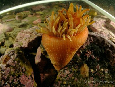 Крибринопсис похожий, или Ветреница крибринопсис (Cribrinopsis similis)