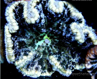 Криптодендрум адгезивный, или сплющенный анемон (Cryptodendrum adhaesivum)