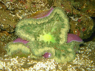 Криптодендрум адгезивный, или сплющенный анемон (Cryptodendrum adhaesivum)