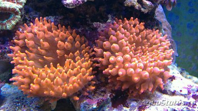 Энтакмея четырех­цветная , или Лукови­цеобразный морской анемон (Entacmaea qu­adricolor)