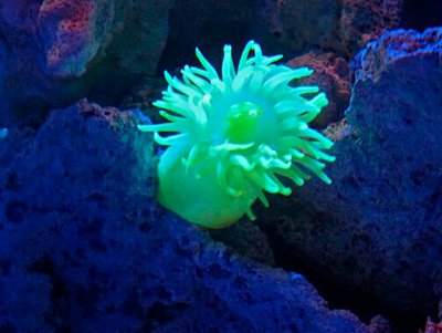 Халкуриас карлгрени (Halcurias carlgreni/Halcurias anemone)